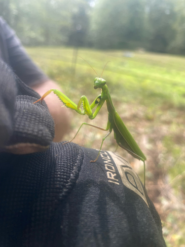 European Mantis