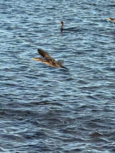 Double-crested Cormorant