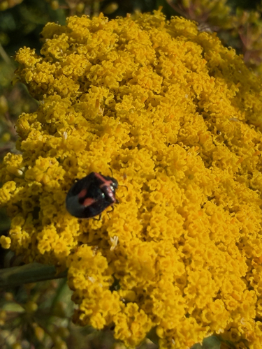 Twice-stabbed Stink Bug