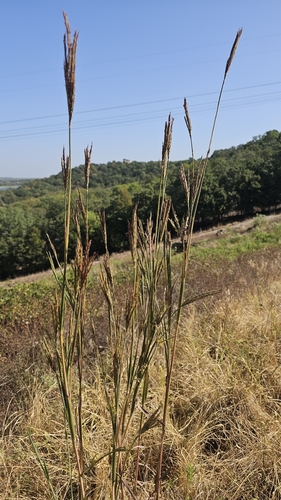 big bluestem