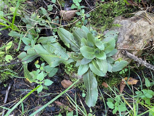 Micranthes pensylvanica
