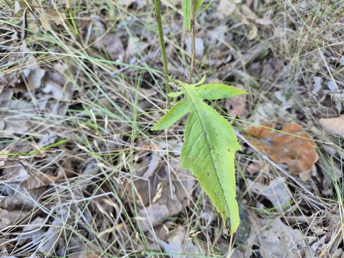 Serratula tinctoria, photograph 2