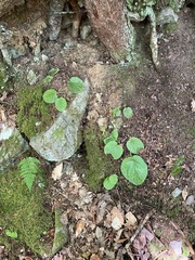Viola rotundifolia, photograph (c) Tom Scavo, some rights reserved (CC BY)