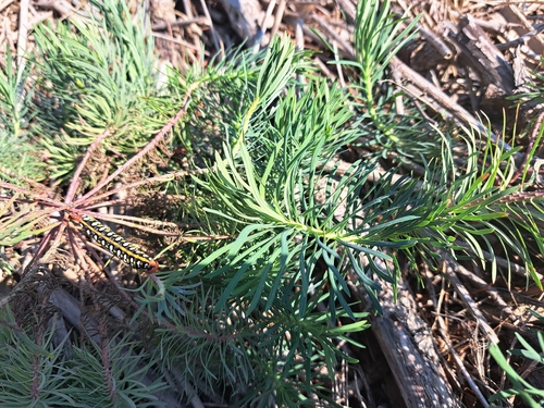 cypress spurge