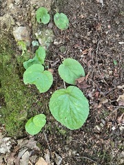 Viola rotundifolia, photograph (c) Tom Scavo, some rights reserved (CC BY)