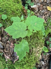 Tiarella stolonifera, photograph (c) Tom Scavo, some rights reserved (CC BY)