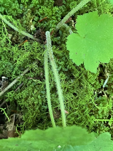 Tiarella stolonifera, photograph 6