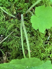 Tiarella stolonifera, photograph (c) Tom Scavo, some rights reserved (CC BY)
