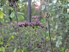 Serratula tinctoria