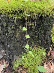 Tiarella stolonifera, photograph (c) Tom Scavo, some rights reserved (CC BY)