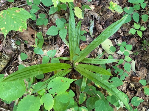 Carex plantaginea