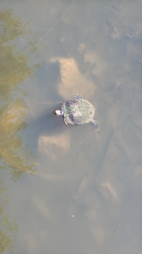 Pond Slider