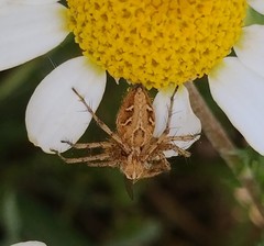 Oxyopes