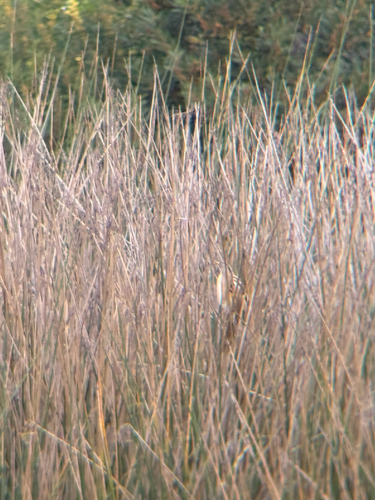 Stripe-backed Bittern