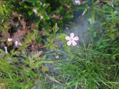 Geranium robertianum