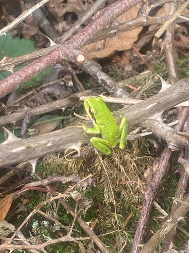 Pacific chorus frog