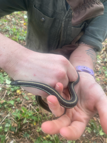 Northwestern Garter Snake