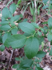 Vaccinium tenellum
