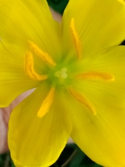 Zephyranthes citrina