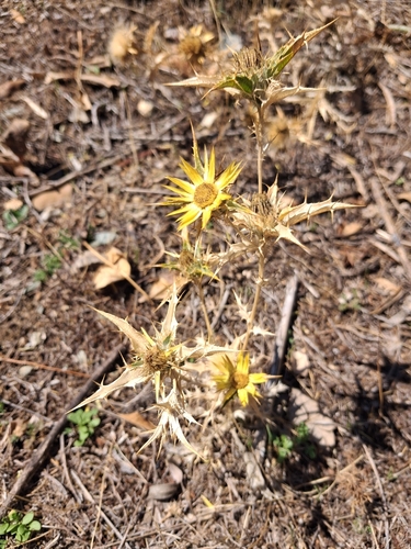 Carlina racemosa
