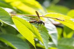 Polistes parametricus
