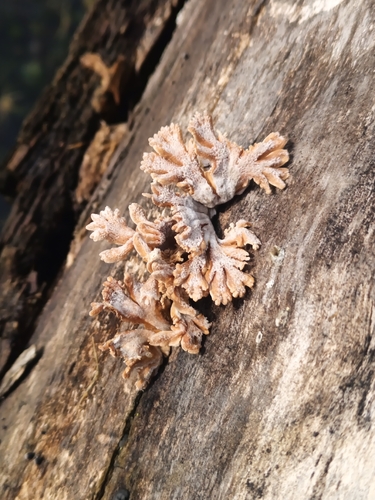 splitgill mushroom