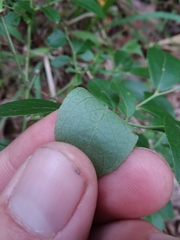 Vaccinium tenellum