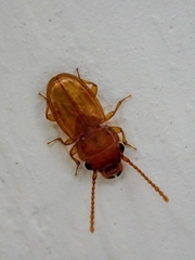 Laemophloeidae