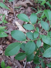 Vaccinium tenellum