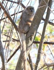 Chacoan Titi Monkey photo 2