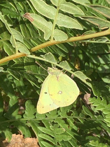 Clouded Sulphur