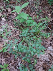 Vaccinium tenellum