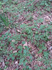Vaccinium tenellum