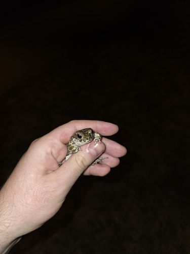 Green Toad