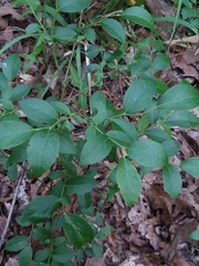 Vaccinium tenellum