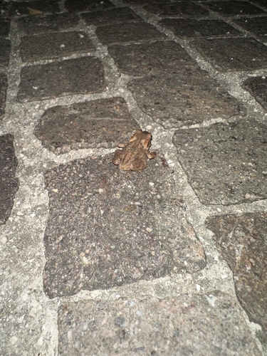 European Toad