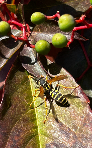 European Paper Wasp