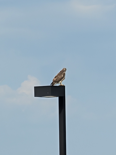 Red-tailed Hawk