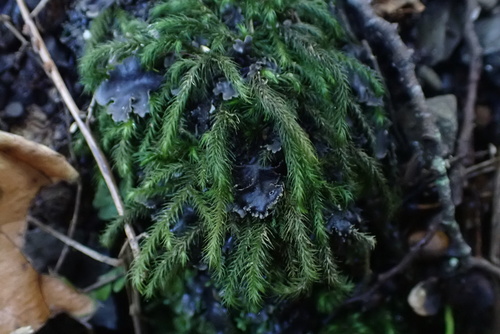 Echinodiopsis hispida observed 2026-09-19