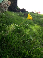 Zephyranthes citrina