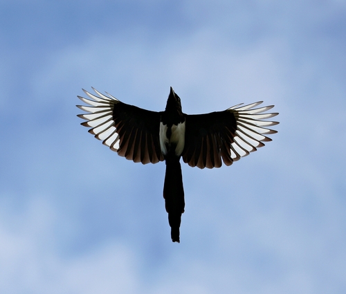 Eurasian Magpie