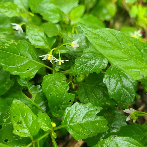 eastern black nightshade
