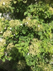 Hydrangea arborescens