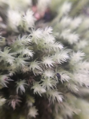 Brachymenium observed 2026-09-19