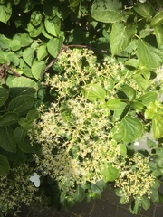 Hydrangea arborescens