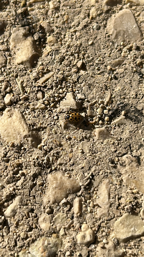 Thirteen-spotted Lady Beetle