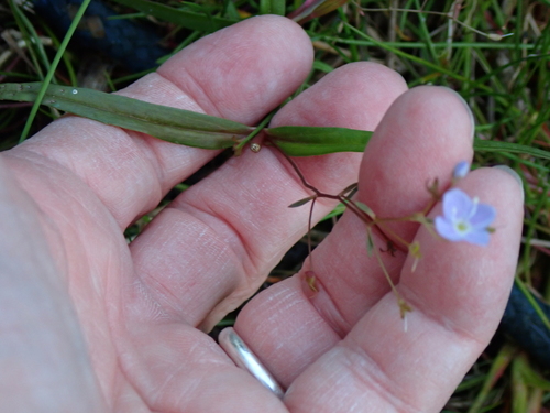 Veronica scutellata, photograph 1