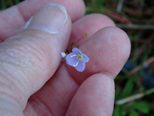 Veronica scutellata, photograph 2