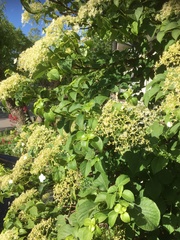 Hydrangea arborescens