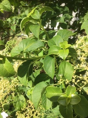 Hydrangea arborescens